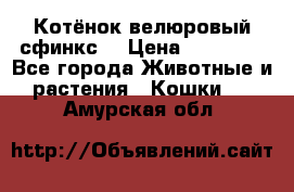 Котёнок велюровый сфинкс. › Цена ­ 15 000 - Все города Животные и растения » Кошки   . Амурская обл.